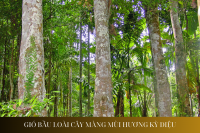 Gió Bầu - Loài Cây Mang Hương Thơm Kỳ Diệu