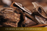 Cây Dó Bầu Bao Nhiêu Tuổi Mới Sinh Trầm?