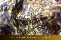 Cách phân biệt trầm hương thật giả: Bảo vệ quyền lợi của bạn