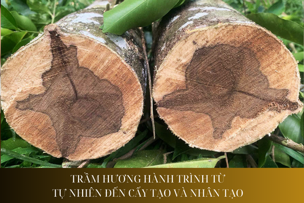 Trầm hương: Hành trình từ tự nhiên đến cấy tạo và nhân tạo