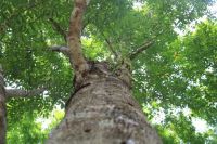 Trầm hương là gì? Đặc điểm, công dụng của trầm